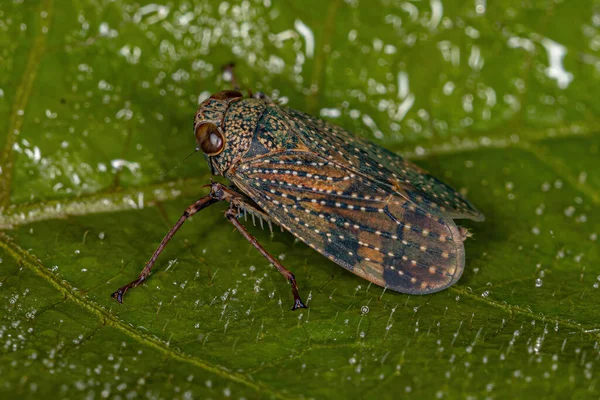 Dospělý Typický Leafhopper Podčeledi Coelidiinae — Stock fotografie
