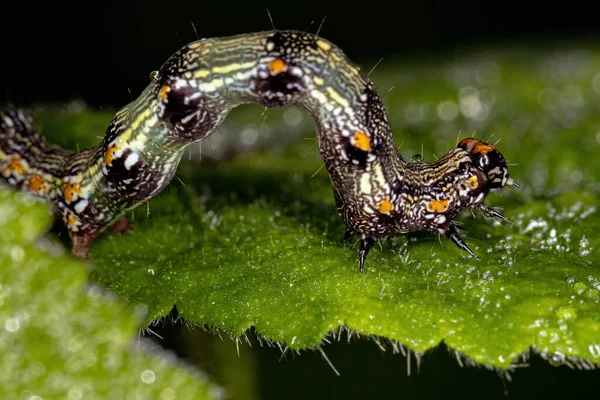 Small Butterfly Larva Order Lepidoptera — Stock Photo, Image