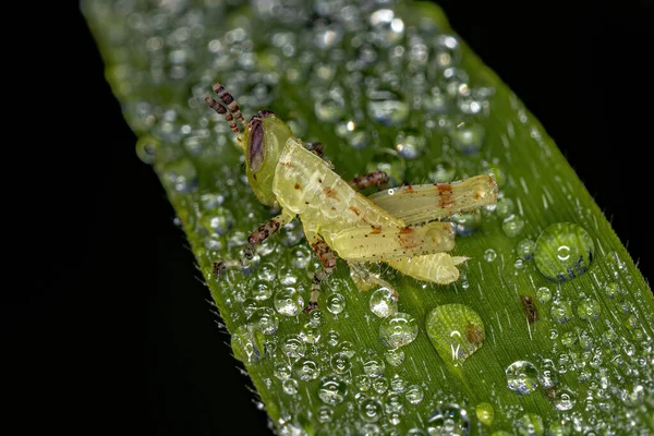 Ninfa Saltamontes Cuernos Cortos Tribu Abracrini —  Fotos de Stock