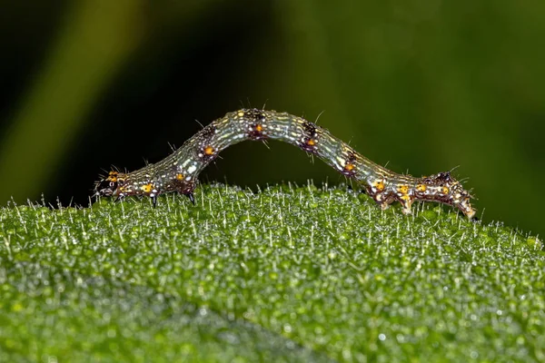 Lepidoptera Tarikatının Küçük Kelebek Larvası — Stok fotoğraf