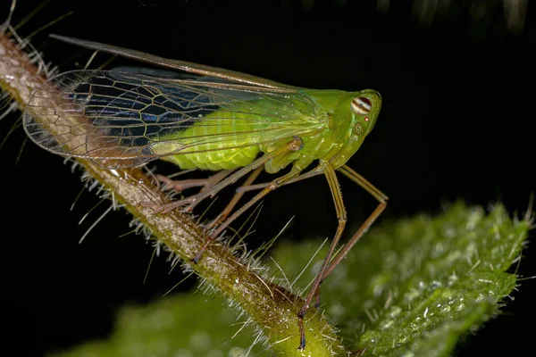 Dictyopharide Vert Adulte Insecte Famille Des Dictyopharidae — Photo