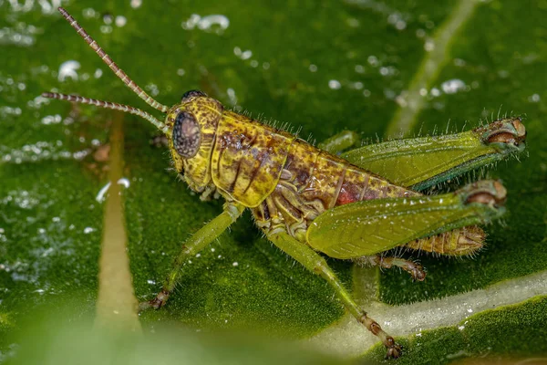 Ninfa Grasshopper Chifres Curtos Família Acrididae — Fotografia de Stock