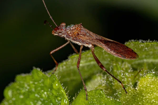 Bug Adulto Cabeza Ancha Subfamilia Alydinae —  Fotos de Stock