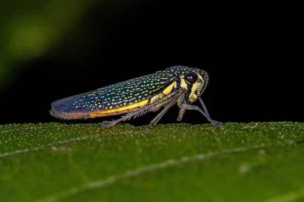 Dospělý Ostrostřelec Hmyz Čeledi Cicadellidae — Stock fotografie