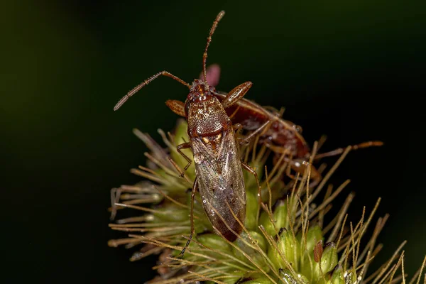 Дорослі Pentatomomorph Bug Infraorder Pentatomomorpha — стокове фото