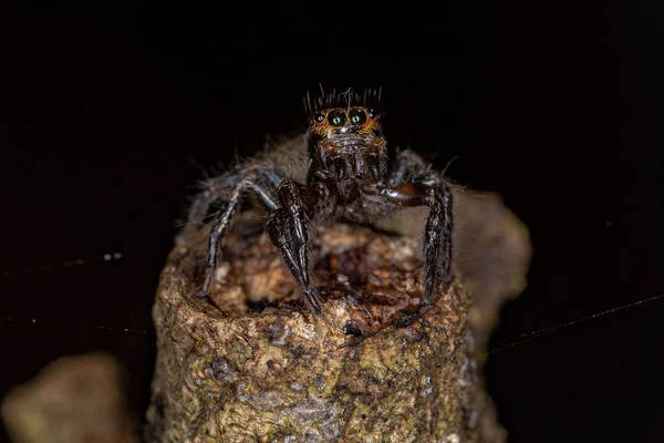 Pequeña Araña Saltadora Del Género Corythalia Que Imita Hormigas Odorosas —  Fotos de Stock