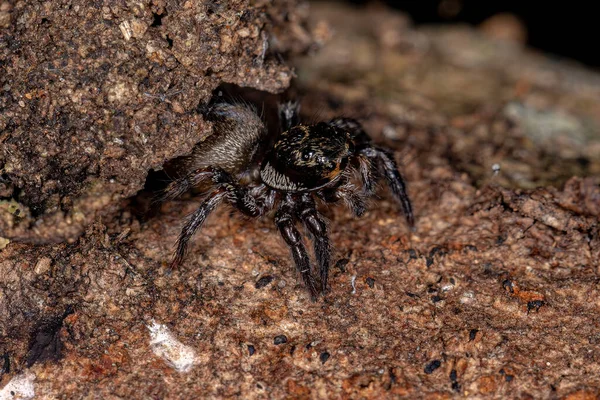 Μικρή Αράχνη Άλματος Του Γένους Corythalia Που Μιμείται Οζώδη Μυρμήγκια — Φωτογραφία Αρχείου