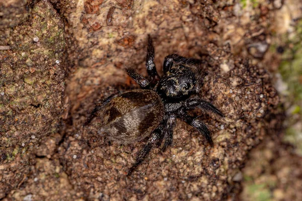 Small Jumping Spider Genus Corythalia Mimics Odorous Ants Species Dolichoderus — Fotografie, imagine de stoc