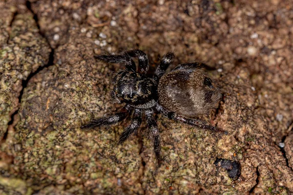 Small Jumping Spider Genus Corythalia Mimics Odorous Ants Species Dolichoderus — стоковое фото