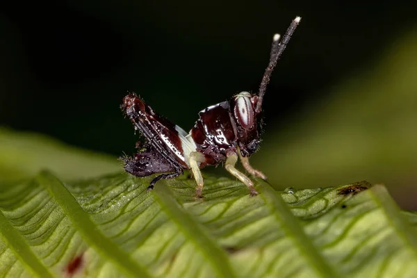 Stridulating Slant Faced Grasshopper Nymph Subfamily Gomphocerinae — Stok fotoğraf