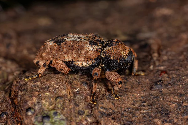 Verdadeiro Weevil Adulto Família Curculionidae — Fotografia de Stock
