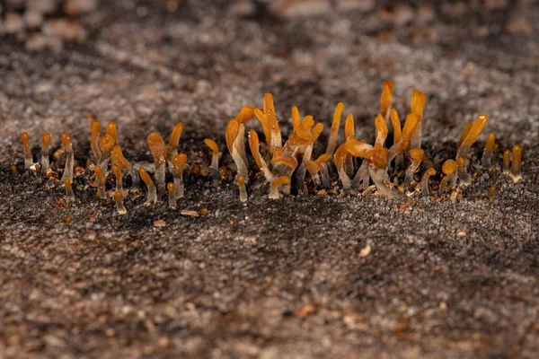 Жовта Фанатська Форма Желе Fungus Виду Dacryopinax Spathularia Багажнику — стокове фото