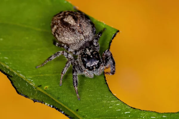 Adult Female Jumping Spider Genus Pachomius — Stockfoto