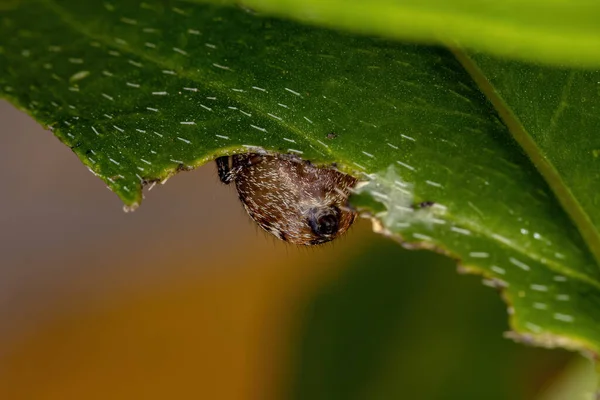 Adult Female Jumping Spider Genus Pachomius — стокове фото