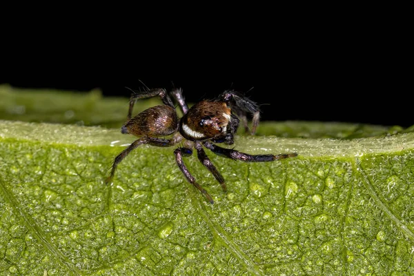 Piccoli Maschi Salto Spider Della Specie Philira Micans — Foto Stock