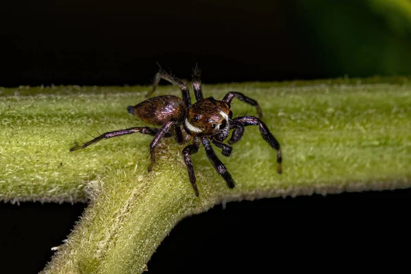 Pequeño Macho Saltando Araña Especie Philira Micans —  Fotos de Stock