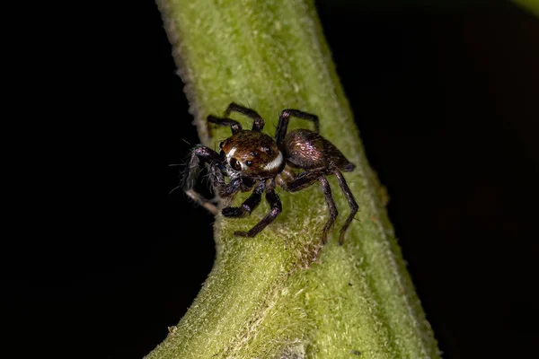 Petite Araignée Sauteuse Mâle Espèce Philira Micans — Photo