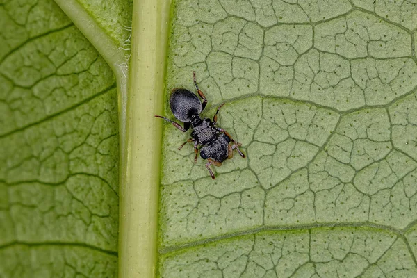 Ενηλίκων Black Turtle Ant Genus Κεφαλωτές — Φωτογραφία Αρχείου