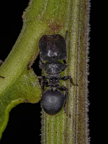 Hormiga Tortuga Negra Adulta Del Género Cephalotes —  Fotos de Stock