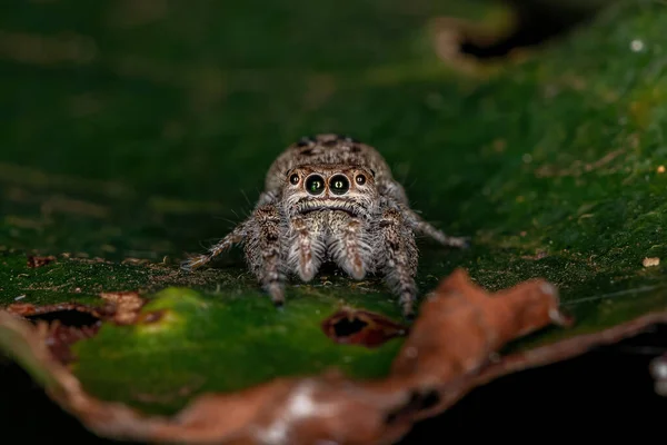 Alt Kabile Dendryphantina Nın Yetişkin Dişi Atlayan Örümceği — Stok fotoğraf