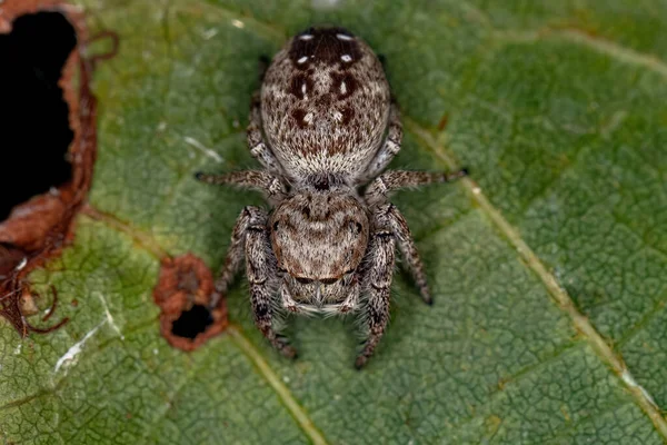 Dorosła Kobieta Skoki Pająk Podplemienia Dendryphantina — Zdjęcie stockowe