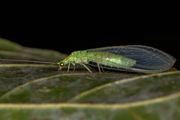 Дорослий Типове Зелене Мереживо Роду Ceraeochrysa — стокове фото