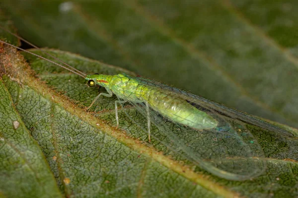 Ceraeochrysa Nemhez Tartozó Fajták Tipikus Zöld Szegélyezése — Stock Fotó