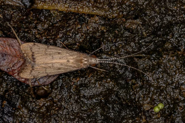 Caddisfly Spinning Neto Adulto Familia Hydropsychidae —  Fotos de Stock