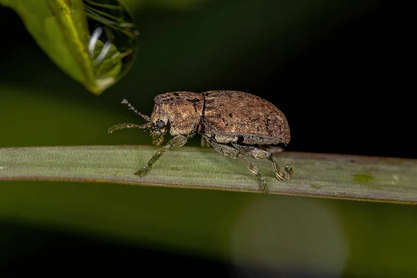 Small Adult Beetle Order Coleoptera — Fotografia de Stock