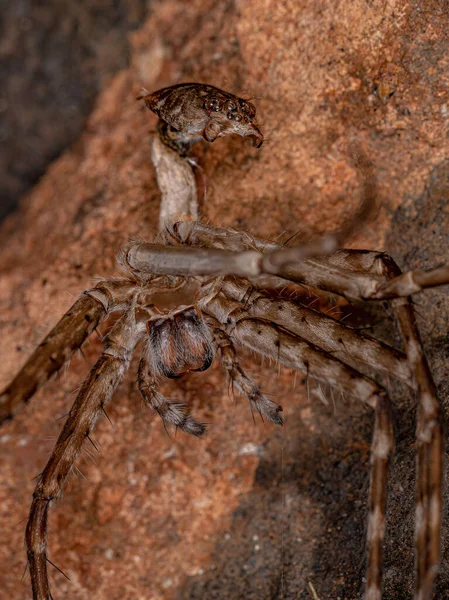 Adult Trechaleid Spider Family Trechaleid Exoskeleton — Stock Photo, Image