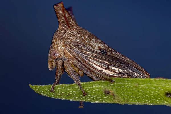 Ενηλίκων Τυπική Treehopper Της Οικογένειας Membracidae — Φωτογραφία Αρχείου