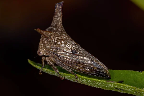 Adulto Treehopper Típico Família Membracidae — Fotografia de Stock