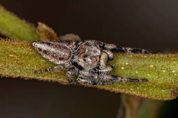 Dorosły Mężczyzna Skoki Pająk Podplemienia Dendryphantina — Zdjęcie stockowe