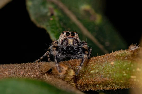 Ausgewachsene Männliche Springspinne Des Substamms Dendryphantina — Stockfoto