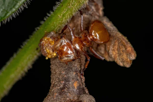 Żółty Żółw Mrówka Rodzaju Cephalotes — Zdjęcie stockowe