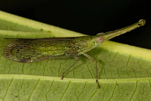 Adult Green Dictyopharid Planthopper Insect Family Dictyopharidae Looks Gharial Crocodile — Stock Photo, Image