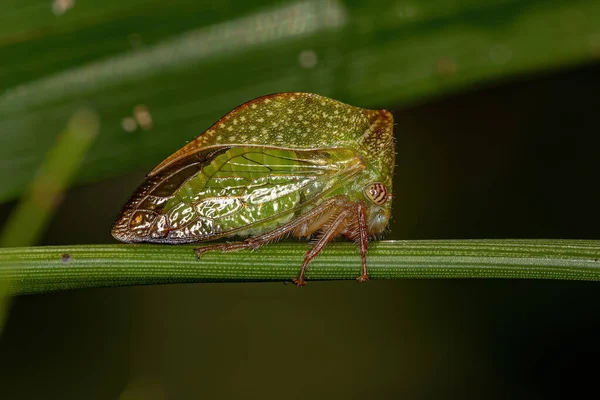 Adulto Buffalo Treehopper Tribu Ceresini —  Fotos de Stock