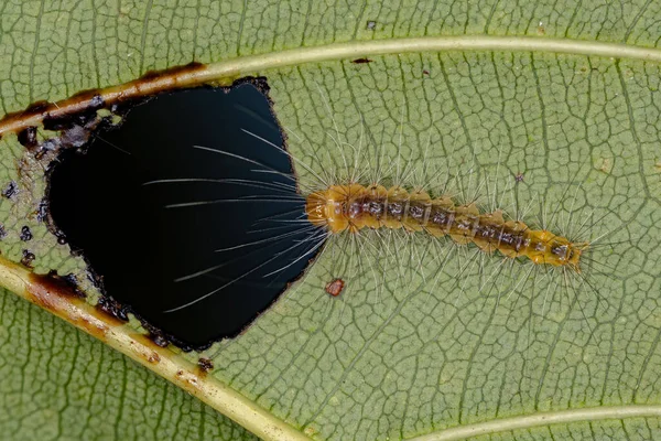 Small Moth Caterpillar Order Lepidoptera — Foto Stock