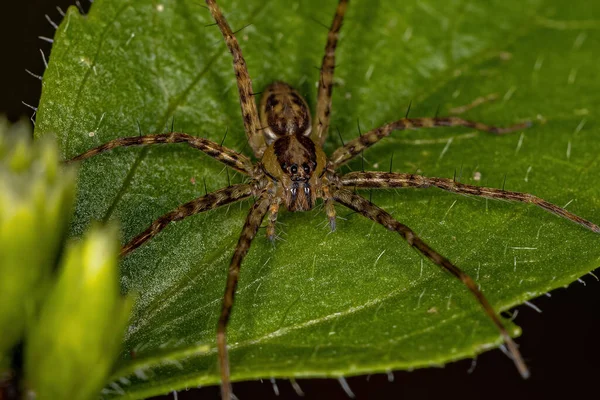 Adult Female Nursery Web Spider Family Pisauridae — Fotografia de Stock