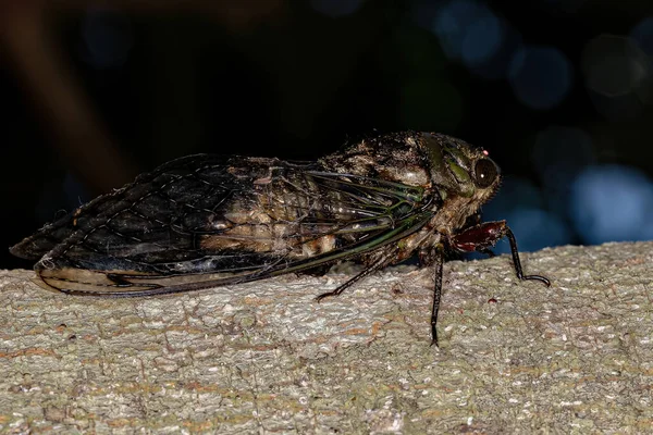Adult Cicada Insect Genus Fidicina — Zdjęcie stockowe