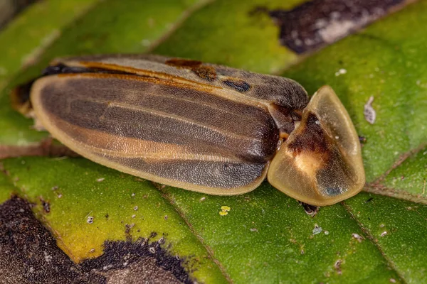 Escarabajo Luciérnaga Adulto Tribu Cratomorphini —  Fotos de Stock