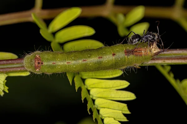 Small Moth Caterpillar Order Lepidoptera — Stock Fotó