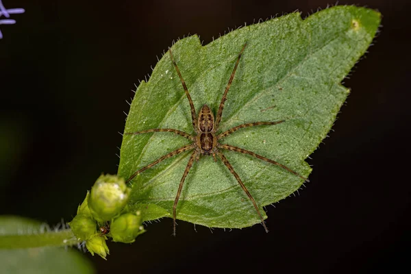 Adult Female Nursery Web Spider Family Pisauridae — Stock fotografie