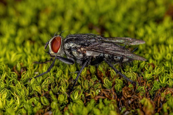 Mosca Carne Adulto Família Sarcophagidae — Fotografia de Stock