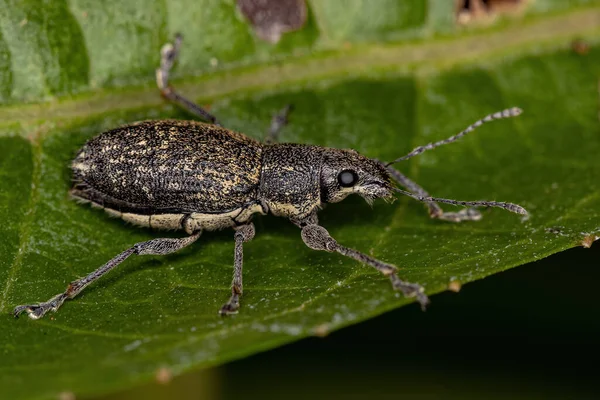 Adult Broad Nosed Weevil Tribe Naupactini — Stock Photo, Image