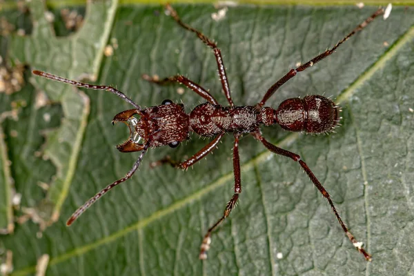 Adult Female Ectatommine Ant Genus Ectatomma — Stock Photo, Image