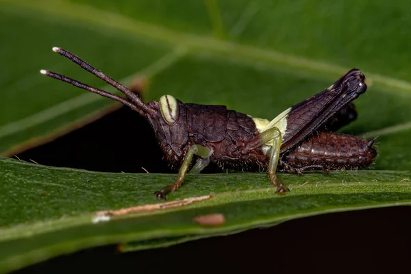 Короткорогий Grasshopper Nymph Підродини Ommatolampidinae — стокове фото