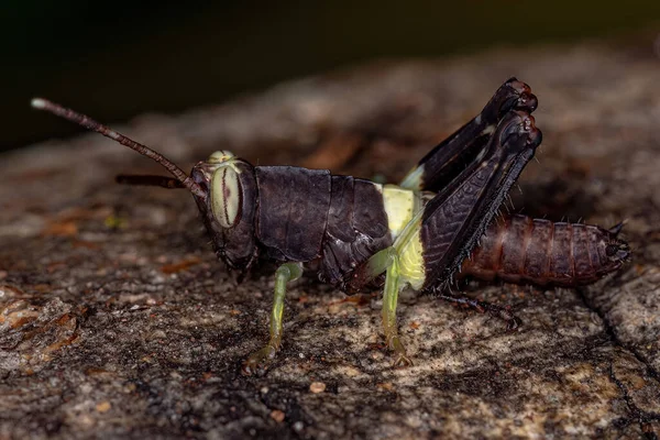 短角のGrasshopper Nymph Subfamily Ommatolampidinae — ストック写真