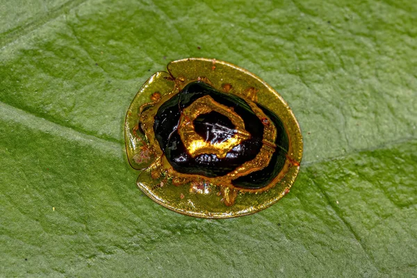 Adult Yellow Ringed Tortoise Beetle Species Ischnocodia Annulus — стоковое фото