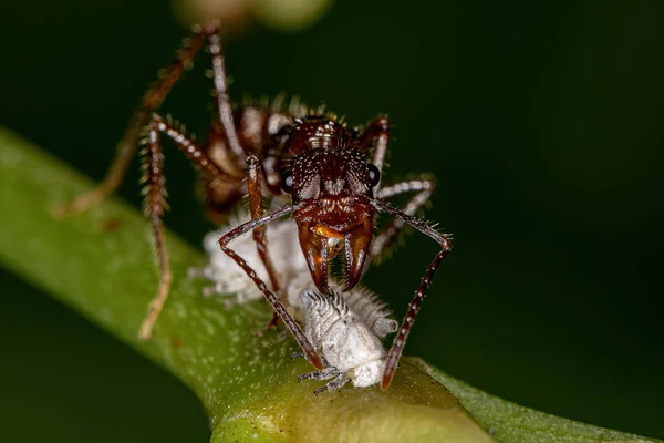 Adult Female Ectatommine Ant Genus Ectatomma Protecting Small White Treehoppers — Zdjęcie stockowe